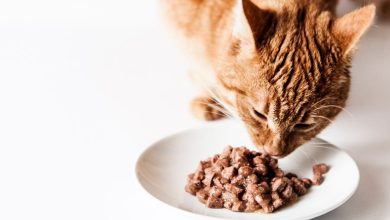 How to Get Your Cat Up and Running With Cat Food That'siff Is Good For Them!