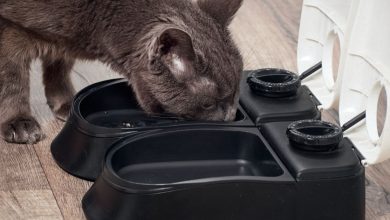 The Best Cat Feeders for weight loss And How To care For Your Cat