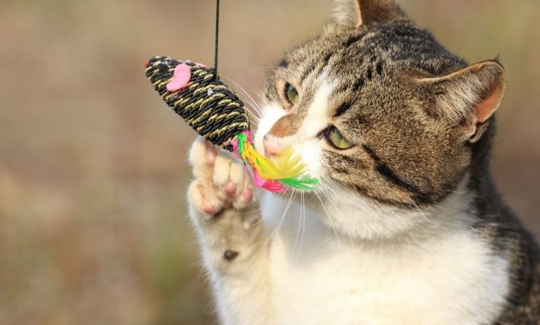 The Best Cat chew Toy Ideas For Your Furry Pet