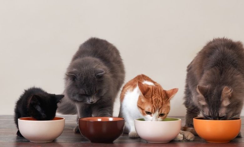 The Best Low Carb Cat Food and Why it's Good for Your Pet