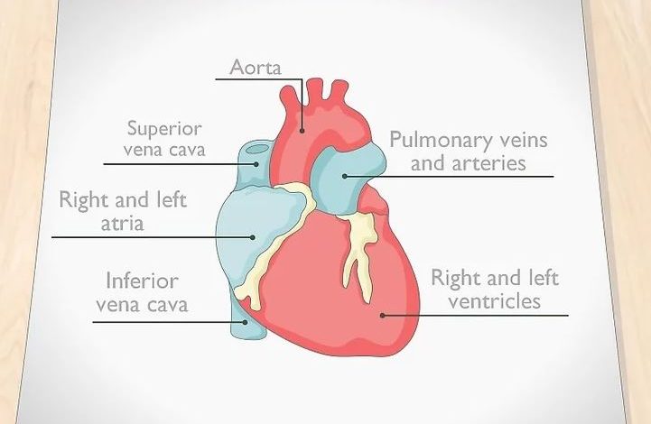 Human Heart