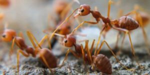 ant specialist Brisbane