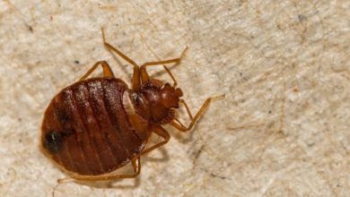 bed bug treatment specialist Brisbane