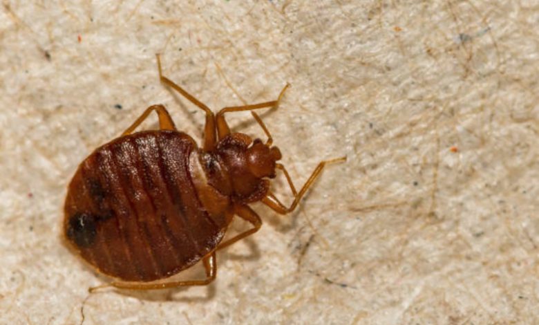 bed bug treatment specialist Brisbane